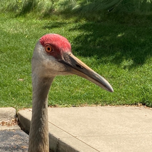 Meet your Posher, Elizabeth - Picture 2 of 2